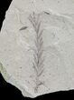 Metasequoia (Dawn Redwood) Fossil - Montana #62334-3
